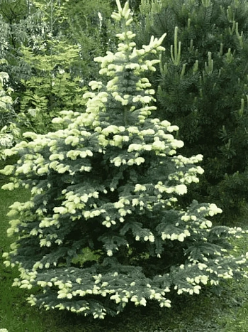Ель колючая Bialobok