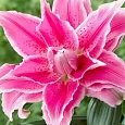 Лилия Roselily Isabella
