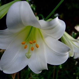 Лилия лонгифлорум Сноу Квин