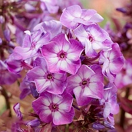 Флокс метельчатый Олимпус