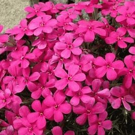 Флокс дугласа CrackerJack