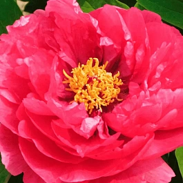 Пион древовидный Super Star