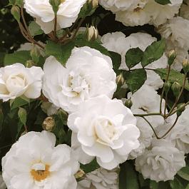 Роза штамбовая Snow Ballet