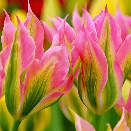 Тюльпан Virichic