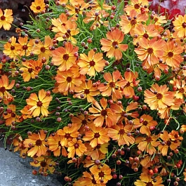 Кореопсис Mango Punch