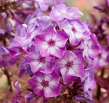 Флокс метельчатый Олимпус