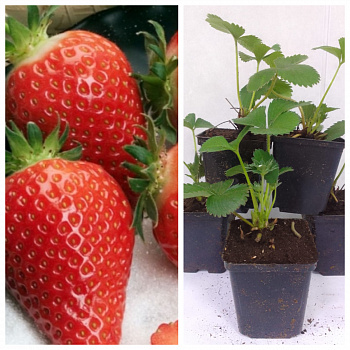 Земляника садовая Гаригуэтта НАБОР 5ШТ