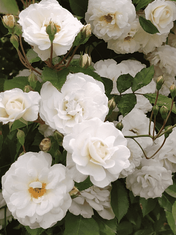 Роза штамбовая Snow Ballet