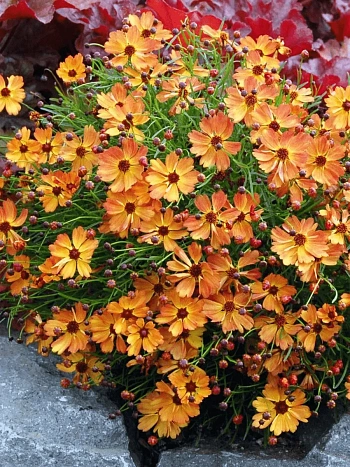 Кореопсис Mango Punch