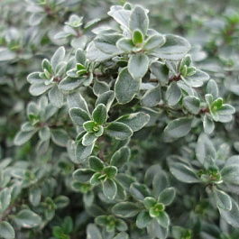 Тимьян лимоннопахнущий Банблаттриг Тимьян лимоннопахнущий Банблаттриг