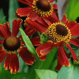 Гелениум осенний Potter`s Wheel