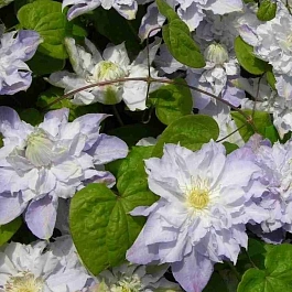 Клематис Veronica's choice