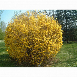 Форзиция промежуточная Голдзаубер Форзиция промежуточная Голдзаубер