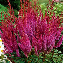 Астильба китайская Пурпуркерцэ