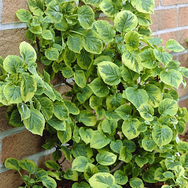 Гортензия черешковая Мирранда Гортензия черешковая Мирранда