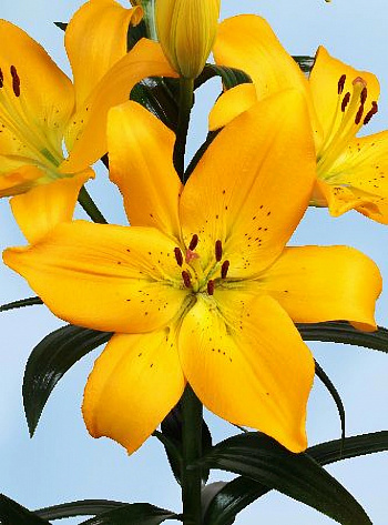 Лилия ЛА-гибрид Парамилло