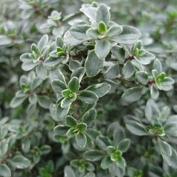 Тимьян лимоннопахнущий Банблаттриг