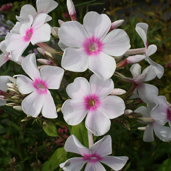 Флокс метельчатый Мисс Холланд НАБОР 2ШТ (1+1)