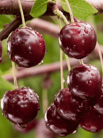 Вишня Морель Брянская