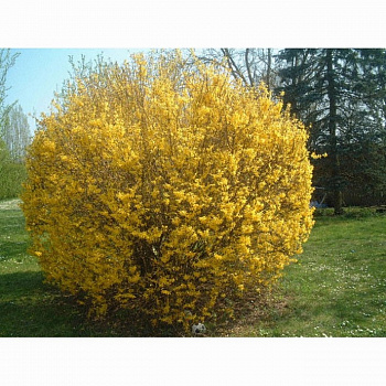 Форзиция промежуточная Голдзаубер