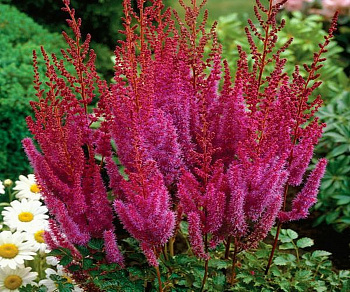 Астильба китайская Пурпуркерцэ Астильба китайская Пурпуркерцэ