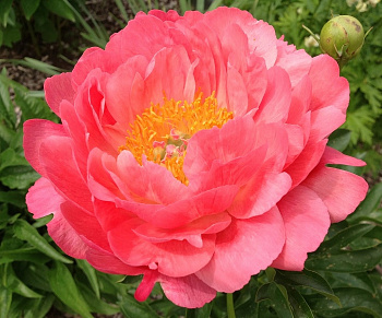 Пион травянистый Пинк Гавайан Корал