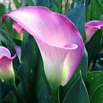 Калла Pink Puppy