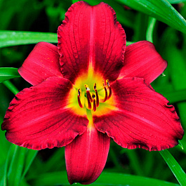 Лилейник гибридный Буби Руби