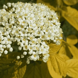 Калина гордовина Aureum