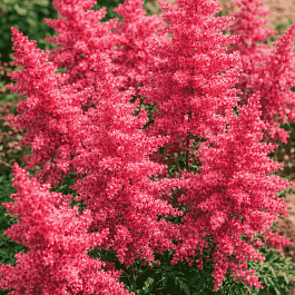 Астильба гибридная Younique Carmine