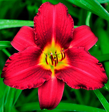 Лилейник гибридный Буби Руби