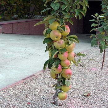 Яблоня колоновидная Поэзия