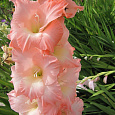 Гладиолус крупноцветковый Чимароза