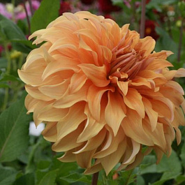 Георгина Декоративная Геркулес