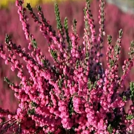 Вереск обыкновенный Red Pimpernel