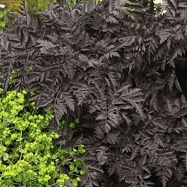 Купырь лесной Ravenswing