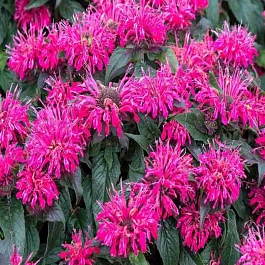 Монарда двойчатая Balmy Rose