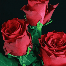 Роза чайно-гибридная Rhodos