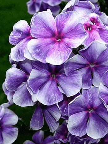 Флокс метельчатый Капитан