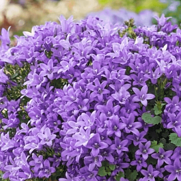 Колокольчик Портеншлага Blue Magic