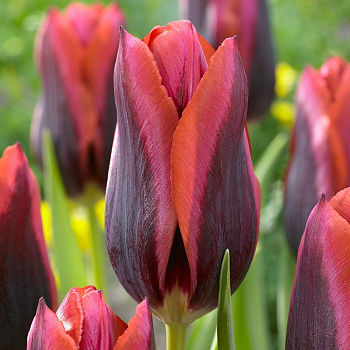 Тюльпан Триумф Слава