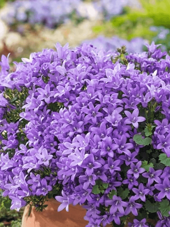 Колокольчик Портеншлага Blue Magic