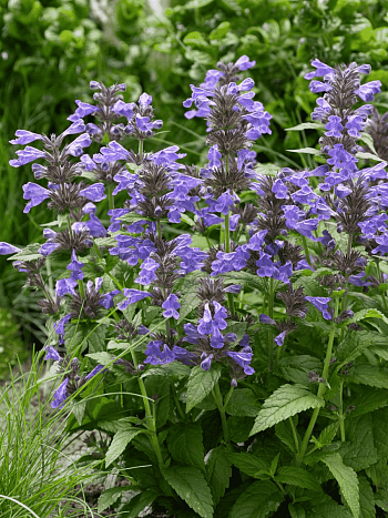 Котовник жилковый Neptune