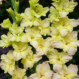 Гладиолус крупноцветковый Алисия