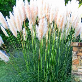 Кортадерия Cелло White Plume