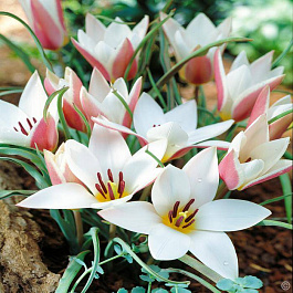 Тюльпан ботанический Леди Джейн