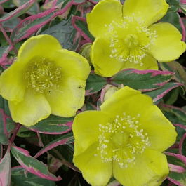 Зверобой чашечковидный Tricolor