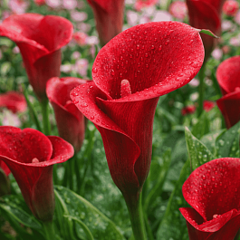 Калла Red Majesty