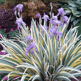 Ирис бледный Aureovariegata