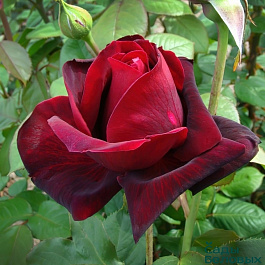 Роза чайно-гибридная Норита